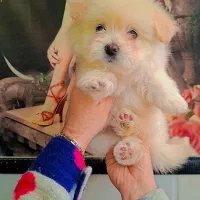 میکس پامر و شیتزو