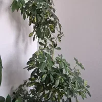 گل طبیعی سر حال