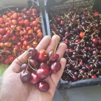 گیلاس درشت و درجه ۱
