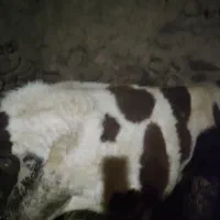 گوساله سیمنتال دو عدد