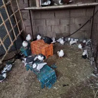 کفتر|پرنده|آبیک, |دیوار