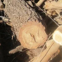 درخت بری وهرس کاری