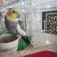 عروس هلندی ۳تا