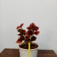 گل گل 4تا135 و یک گل هدیه|گل و گیاه طبیعی|یاسوج, |دیوار