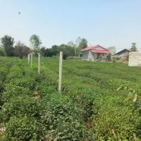 زمین-فروشی-بازکیاگوراب-چفل