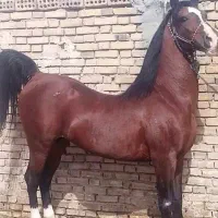 اسب مادیون همراه با کره