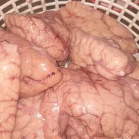 تخم. ماهی جَش