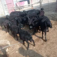 بره نر|حیوانات مزرعه|ایجرود, |دیوار