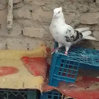 کاکول
