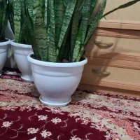 گلهای سانسوریا سه ساله|گل و گیاه طبیعی|کوچصفهان, |دیوار