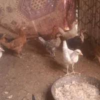 وارگ وکلیشرملکشاهی