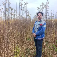 نهال با اصالت ( نهالستان فرامرز)|خدمات باغبانی و درختکاری|عسگران, |دیوار