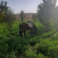 اسب نریون|اسب و تجهیزات اسبسواری|قوچان, |دیوار