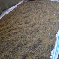 باسلام تخم یونجه