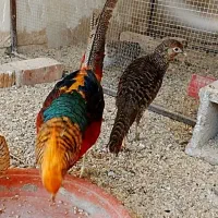 جفت بلژیکی بالغ