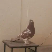 کبوتر /کفتر