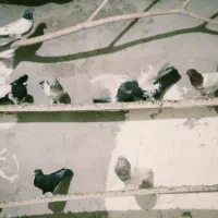 کبوترملقی|پرنده|زرند, |دیوار