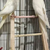 عروس هلندی|پرنده|قرچک, مجتمع مسکونی طبیعت|دیوار