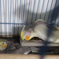 عروس هلندی جوجه|پرنده|بند زرک, |دیوار