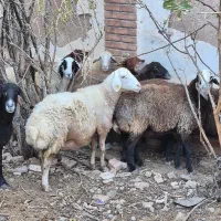 پیر میش پرواری|حیوانات مزرعه|مهدی شهر, |دیوار