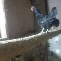 مرغ گلین ۱۶ماه تخم میزاره الان گرچ شو سالم