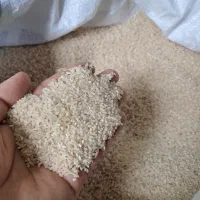 نیم دانه فجر نود روزه