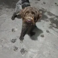 واگذاری سگ شکاری موسیمی