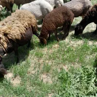 بره|حیوانات مزرعه|دهگلان, |دیوار