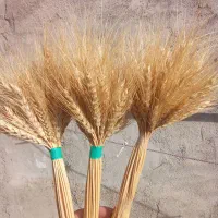 گل گندم|گل و گیاه طبیعی|رشت, چله خانه|دیوار