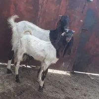 بز پاکستانی اصل شکم اول با نرش وتازه برخورده|حیوانات مزرعه|بندر ماهشهر, |دیوار