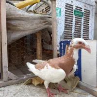 هومر اسکندرون زرد و زاغ دم سفید ماده