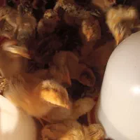 جوجه گلین  و محلی|حیوانات مزرعه|کوهی‌خیل, |دیوار