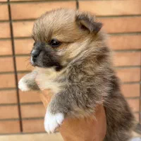 پامر عروسکی ماده نهایت وزن ۲ کیلو|سگ|اصفهان, سپاهانشهر|دیوار