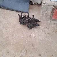 اردک