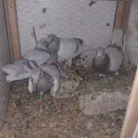 نرو ماده جفت به شرط تخم و جوجه