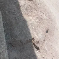 ماسه