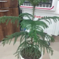 هم خونه همخونه آقا