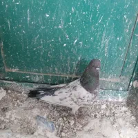 کبوتر پاکستانی|پرنده|سرپل ذهاب, |دیوار