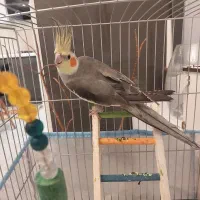 عروس هلندی نر