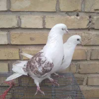 کفتر سالم|پرنده|خلخال, |دیوار