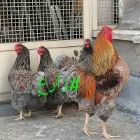 جوجه و نیمچه مرغ و خروس نژاد ویاندوت اصل|حیوانات مزرعه|تهران, مهران (سیدخندان)|دیوار