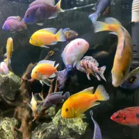 آکواریوم شرکتی|ماهی|مشهد, کوی المهدی|دیوار