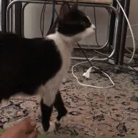 واگذاری گربه ماده خانگی|گربه|اصفهان, شهرک میلاد|دیوار