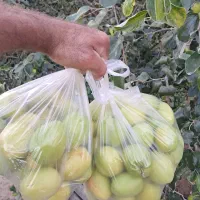 نهال کنار پیوندی