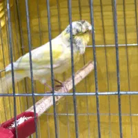 قناری نر کاکلی بخون