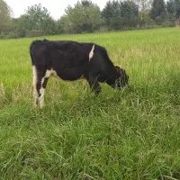 گاو لیشه گوساله