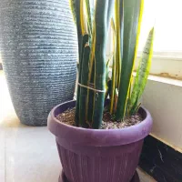 گل سانسوریا وگلدان|گل و گیاه طبیعی|شیروان (خراسان), |دیوار