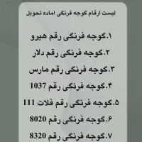 کشت نشاء گوجه فرنگی (گلخانه ای و فضای باز)|خدمات باغبانی و درختکاری|بندر کنگان, |دیوار