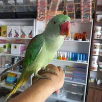 شاه طوطی جوجه|پرنده|کرج, شهرک اوج|دیوار