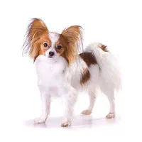 سگ پاکوتاه نژاد پاپیلون|سگ|بجنورد, |دیوار